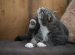 Cat Itchy Ears: What it Means & How to Treat It