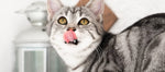11+ Best Limited Ingredient Cat Food [2025]