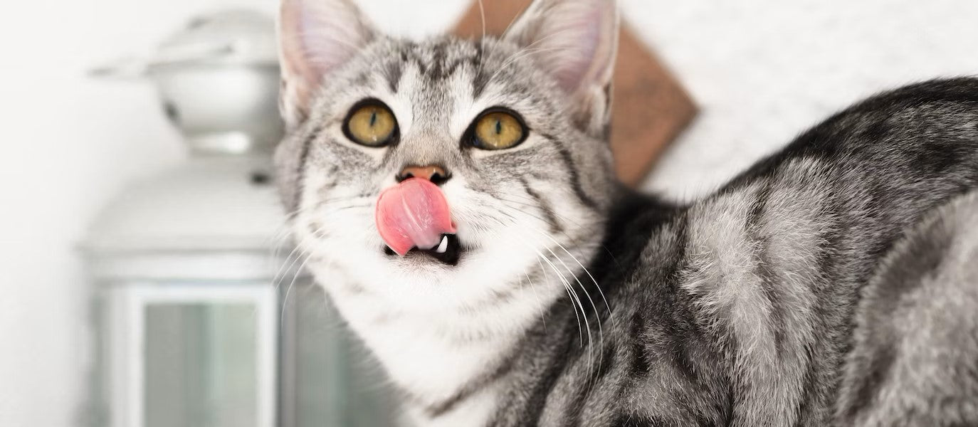 11+ Best Limited Ingredient Cat Food [2025]