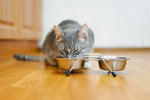 Mealtime Help For Your Finicky Cat