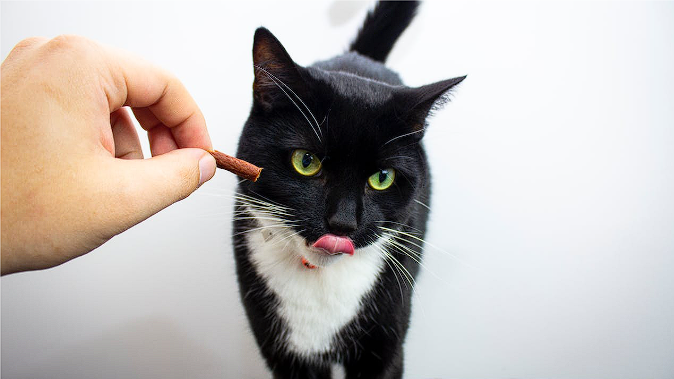 11 Best Grain Free Cat Foods [2024]