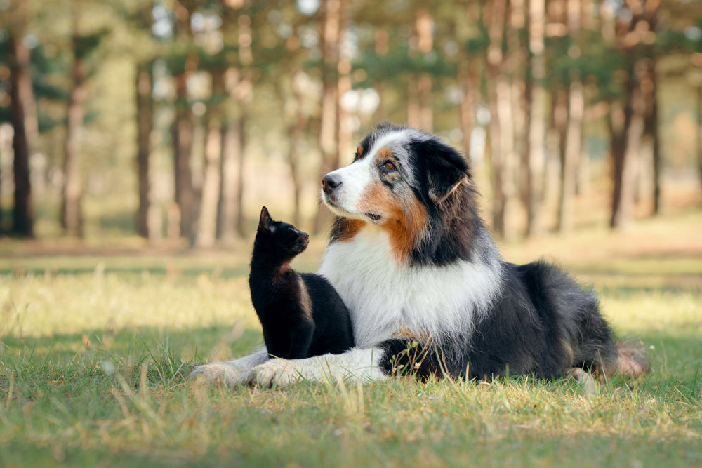 How to Read Your Pet's Nutrition Label (The Right Way!)