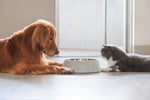 What Ingredients Are Bad for Dogs and Cats? [2025 Guide]