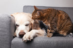 Help Your Cat or Dog with Anxiety
