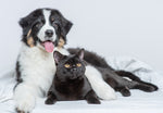 Dog and cat urinary health