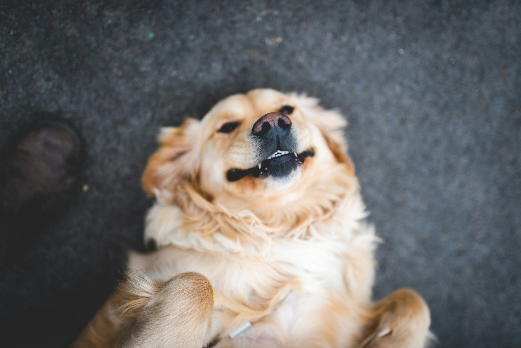Happy golden retriever laying on his back