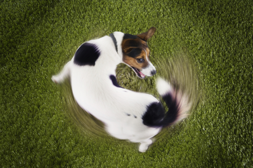 Weird Dog Behavior Explained