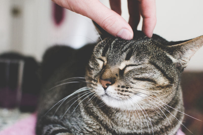 Why Cats Vomit - Our Apologies For The Headling, But It's An Important Topic