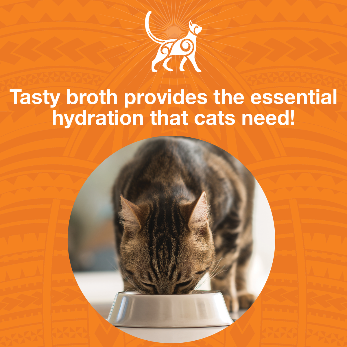 Image of a cat eating out of a bowl with text that says Tasty broth provides the essential hydration that cats need. 