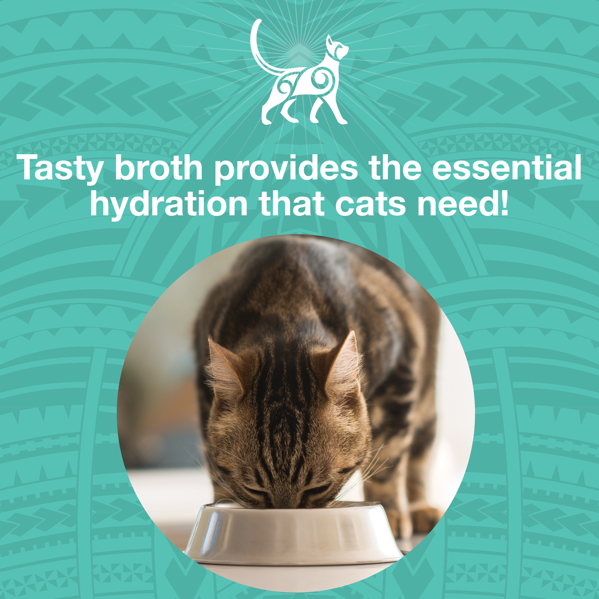 Image of a cat eating out of a bowl with text that says Tasty broth provides the essential hydration that cats need. 