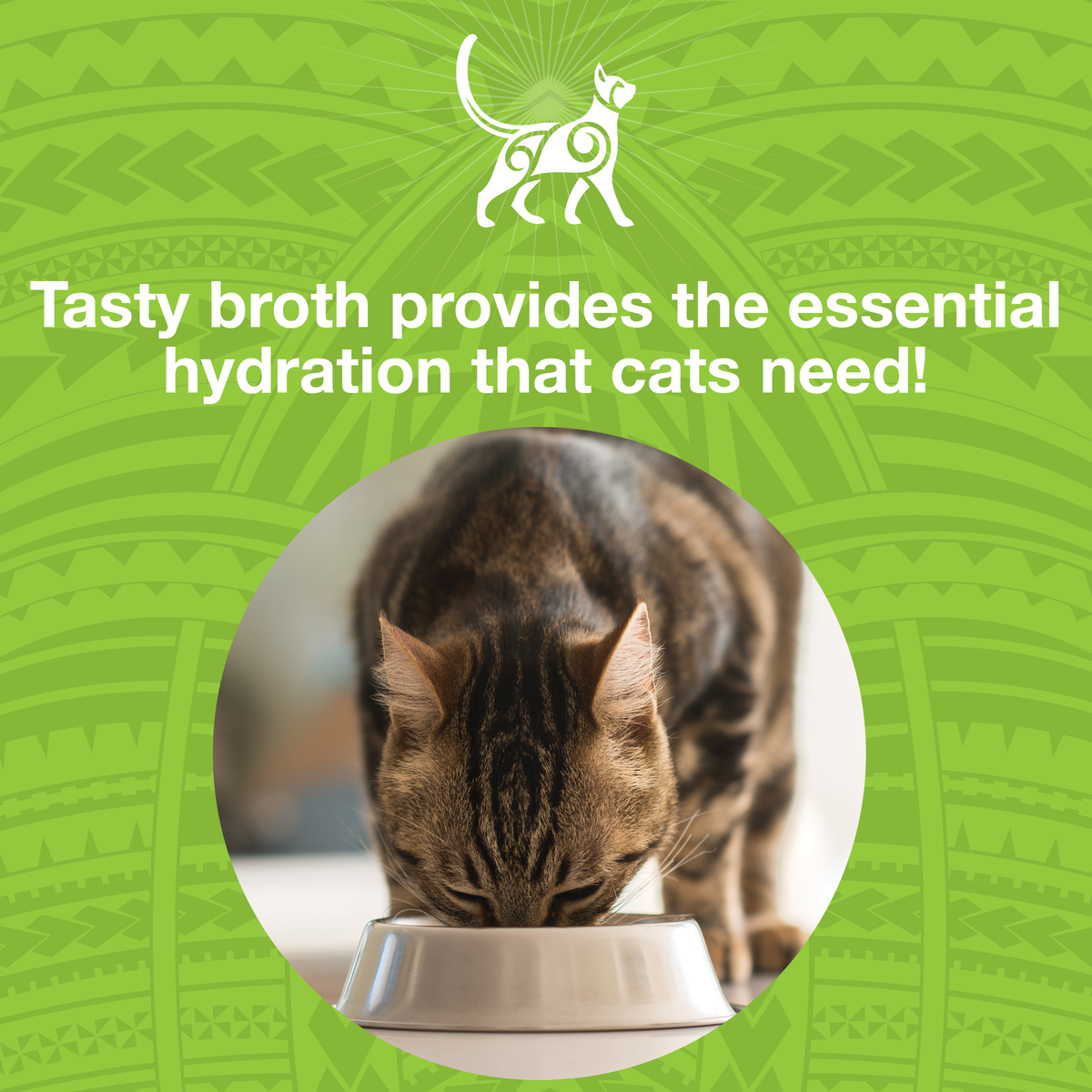 Image of a cat eating out of a bowl with text that says Tasty broth provides the essential hydration that cats need. 