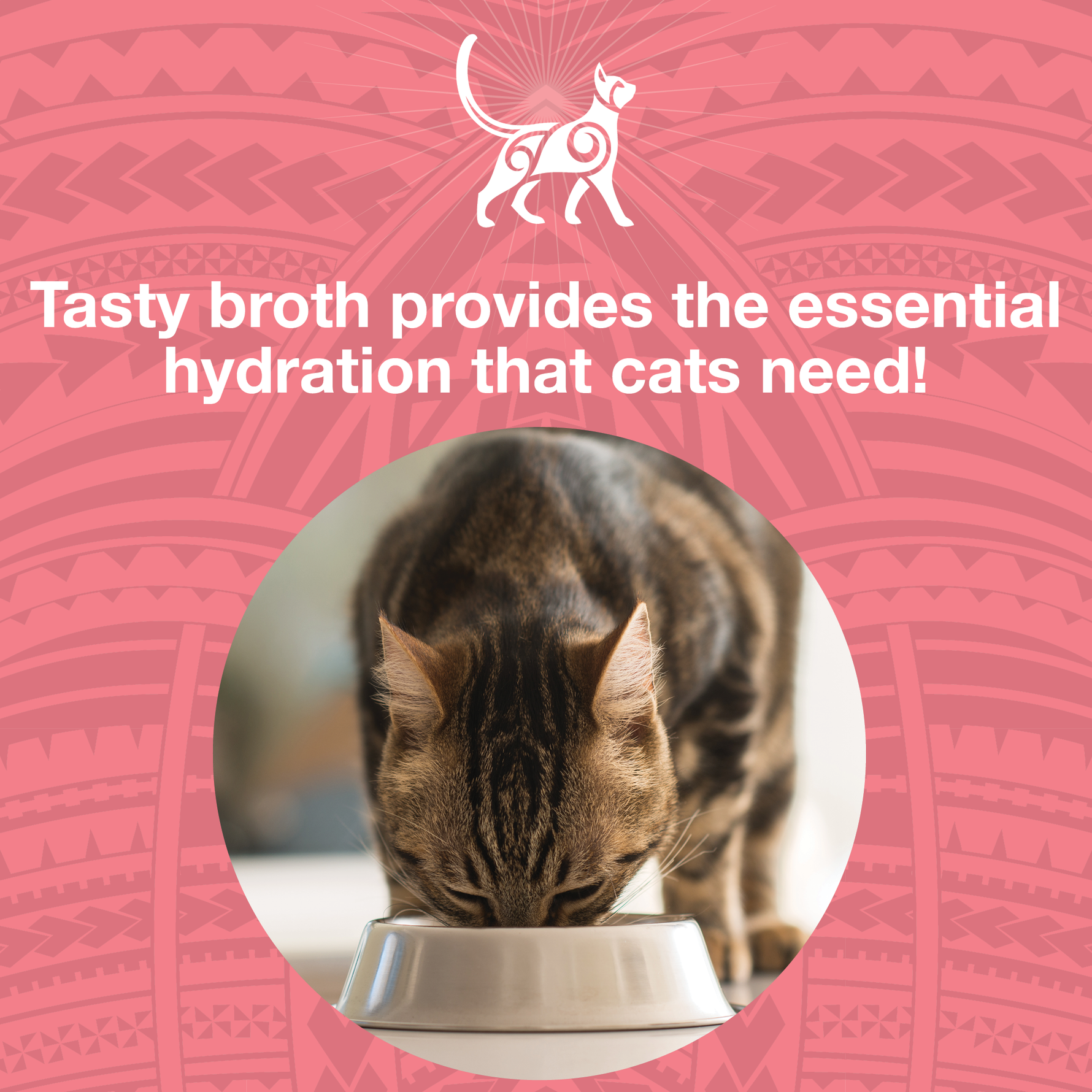 Image of a cat eating out of a bowl with text that says Tasty broth provides the essential hydration that cats need. 