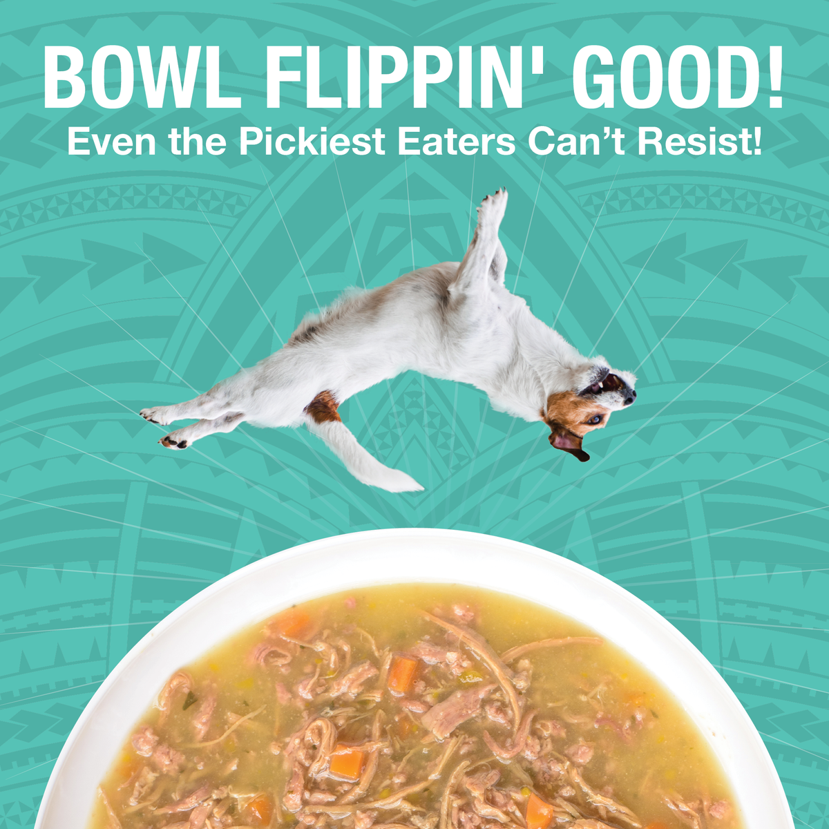An image of a dog flipping over a bowl of KOHA PUre Shreds food in a white bowl with the headling Bowl Flippin' Good Even the pickest eaters can't resist. 