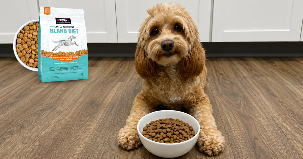 Picture of a dog on the floor with a white bowl of KOHA Bland diet kibble and a an image of the bag of the food . 