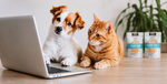 A small brown-and-white dog and an orange tabby cat sit side by side on a wooden table, looking at a laptop screen. Two standing bags of Blanded Pet food are visible in the background near a green plant.