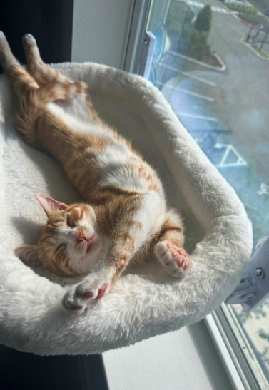 An orange and white cat lies stretched out on its back inside a fluffy cream-colored cat bed positioned next to a window.