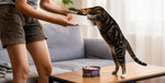 A person offers a white food bowl to a tabby cat standing on a wooden table in a living room. A purple and silver can of KOHA cat food sits on the table below.