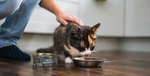 A calico cat eating from a metal bowl on a wooden floor, with a person's hand petting its back and its can of KOHA food standing nearby.