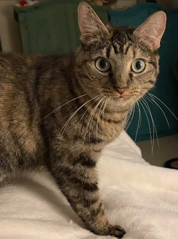 A brown and black tabby cat with green eyes standing on a white blanket in an indoor setting.