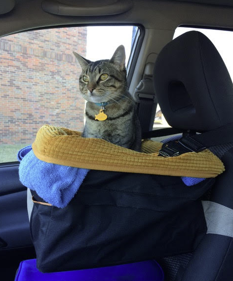 A tabby cat wearing a blue collar sits in a black pet booster seat installed on a car.