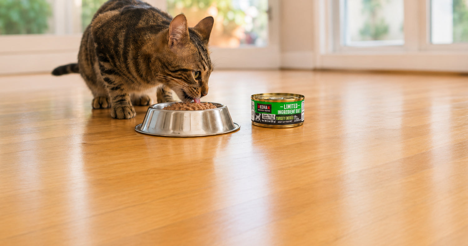 A brown tabby cat eats from a stainless steel bowl on a polished wooden floor, with a can of KOHA wet cat food standing beside it in a bright indoor room.