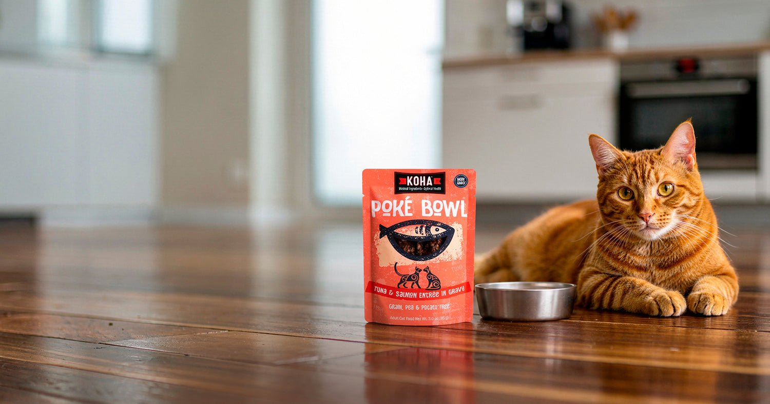 An orange tabby cat lies on a wooden kitchen floor next to a red pouch of KOHA Poke Bowl cat food and a small metal bowl, with a softly blurred kitchen in the background.