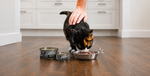 A calico cat eats from a metal bowl on a wooden floor while a person's hand rests on its back. Two cans of wet cat food are placed beside the bowl in a bright kitchen setting.