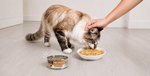 A fluffy brown and white cat eats wet food from a white bowl on a light wood floor, while a person's hand gently strokes its head. A can of Pure Shreds cat food is placed in the foreground.