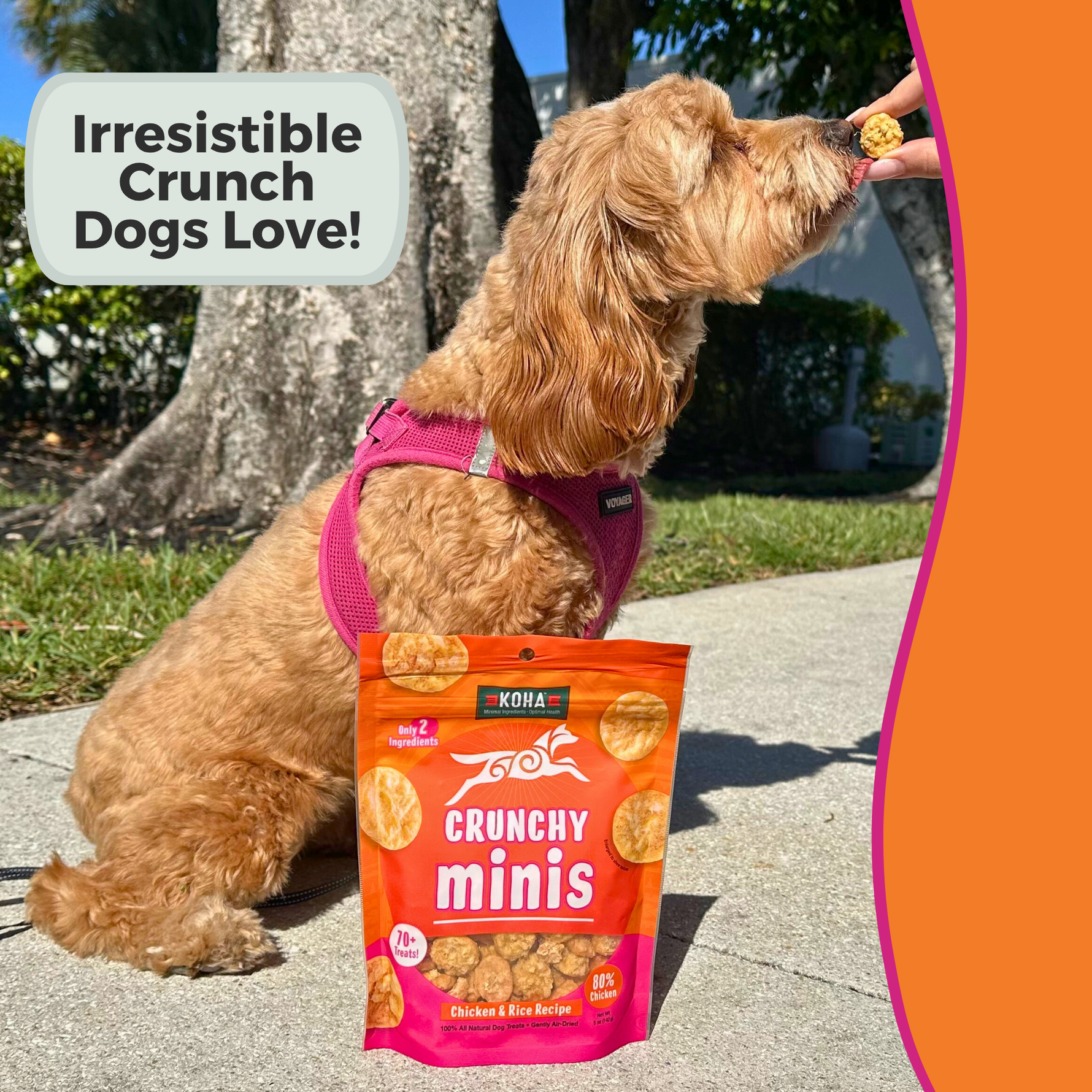 Dog eating a treat next to a bag of KOHA Crunchy Minis treats with text 'Irresistible Crunch Dogs Love!'.