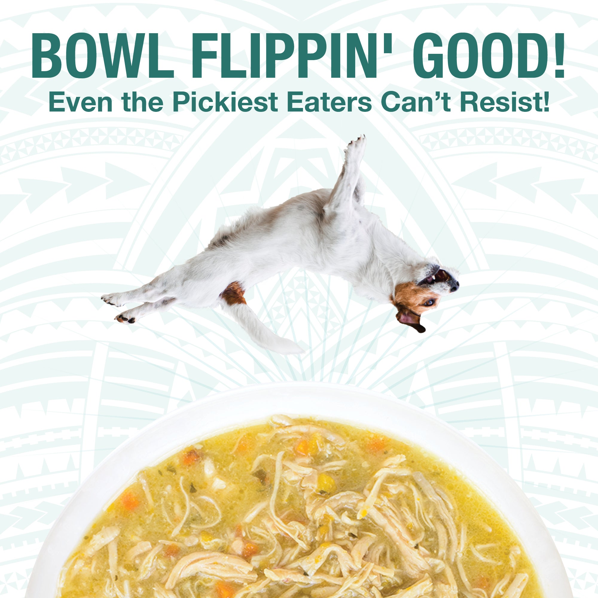 Pure Shreds Variety 6 Pack for Dogs KOHA Pet