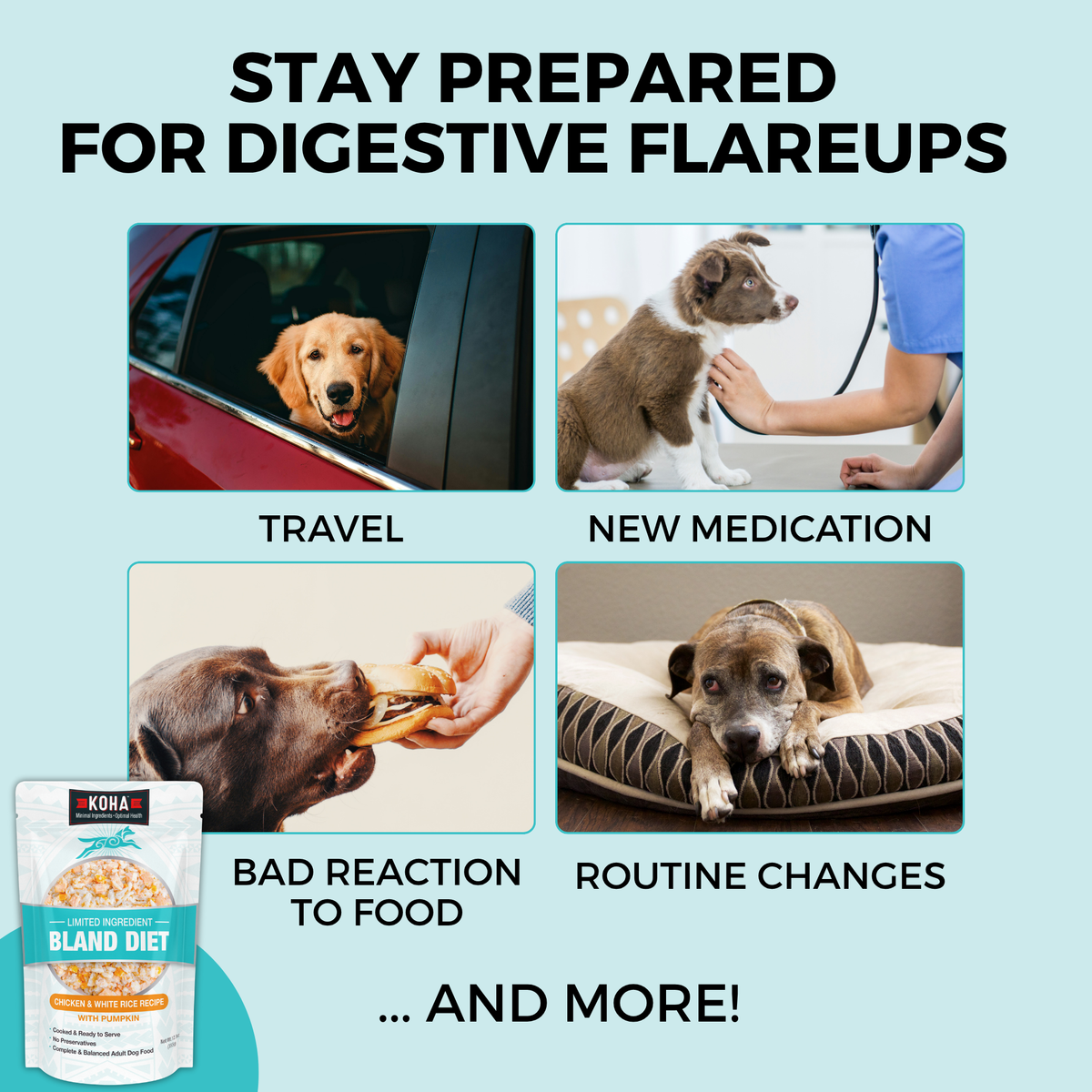 Graphic highlighting common digestive flare-up triggers in dogs, including travel, new medication, food sensitivities, and routine changes