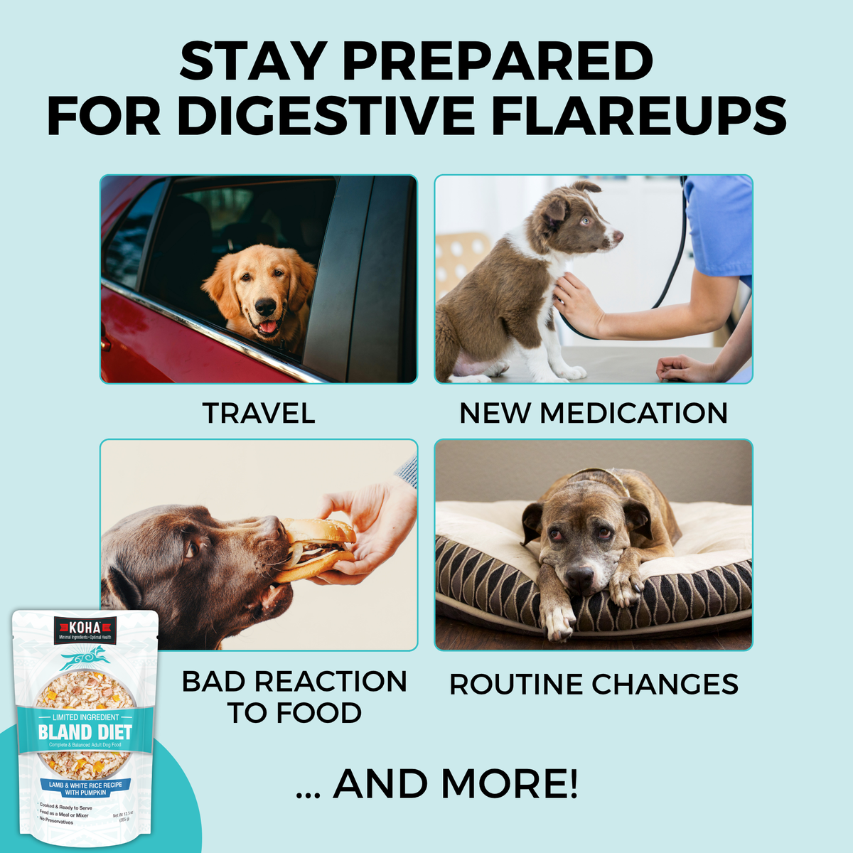 Graphic highlighting common digestive flare-up triggers in dogs, including travel, new medication, food sensitivities, and routine changes