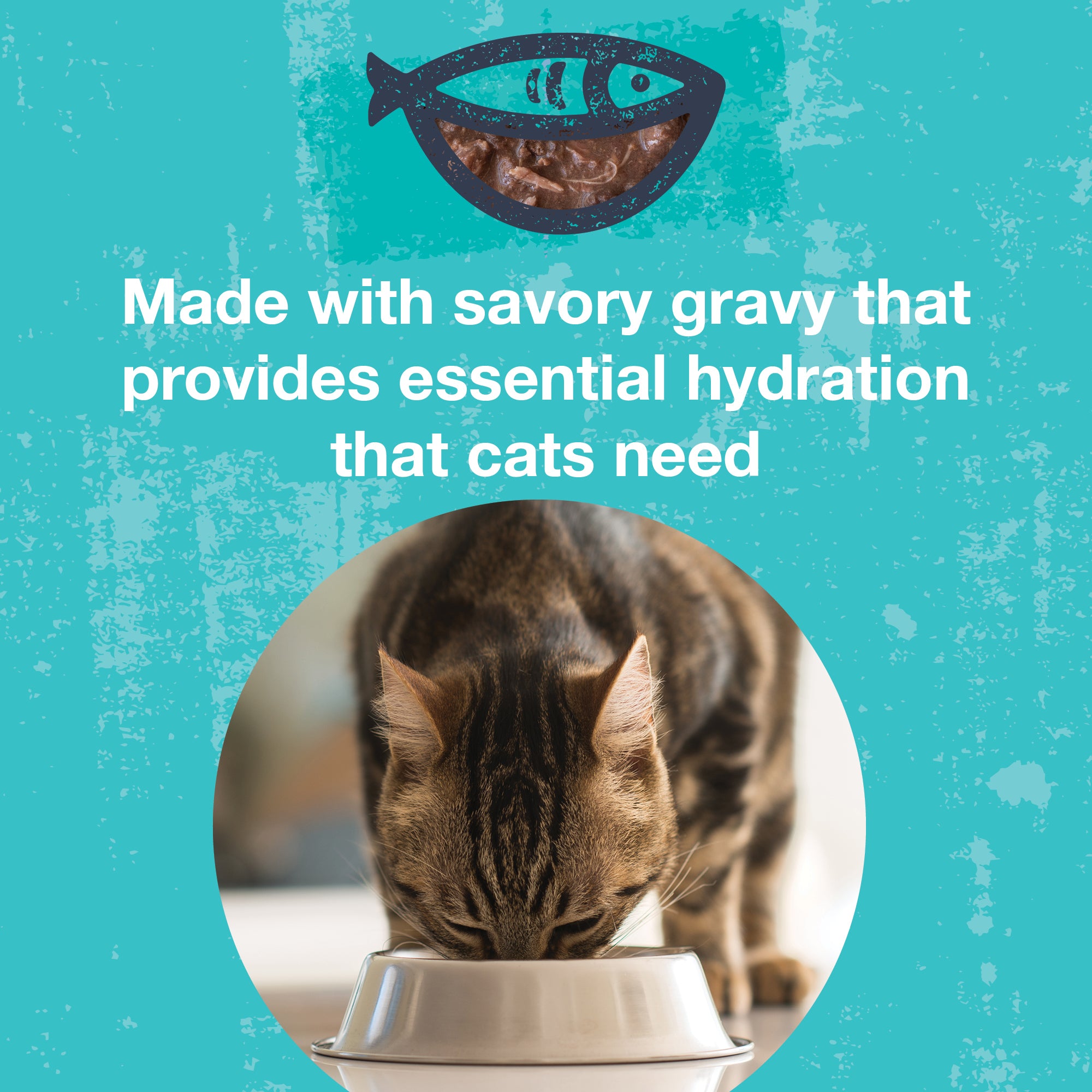 Poké Bowl Variety 12 Pack for Cats KOHA Pet