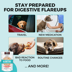 Graphic highlighting common digestive flare-up triggers in dogs, including travel, new medication, food sensitivities, and routine changes