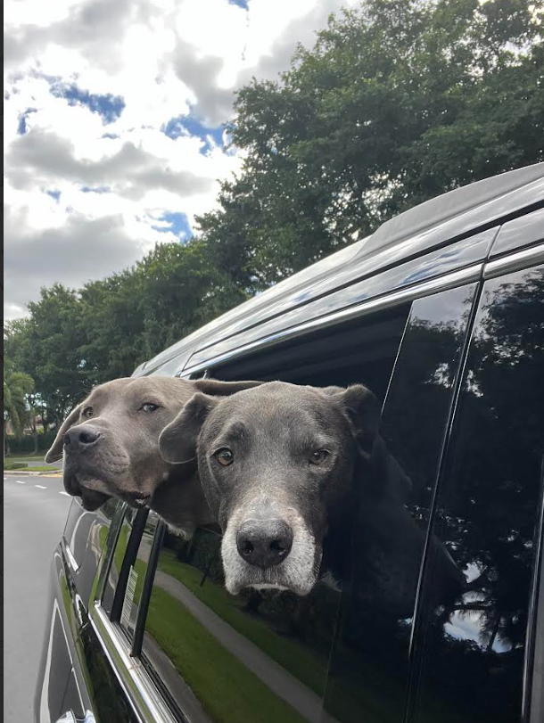 Two gray dogs with their heads out of a black car window on a road with trees and a cloudy sky in the background.