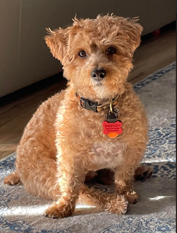 A small curly-haired golden dog sitting on a patterned rug indoors, wearing a black collar with a red and orange heart-shaped tag.
