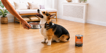 A corgi dog sits on a wooden floor in a bright living room, looking up at a person's hand holding a metal bowl of food. A can of pet food sits on the floor nearby.
