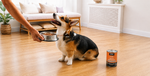 A corgi dog sits on a hardwood floor in a bright living room, looking up toward a human hand holding a metal food bowl. An orange and black can of dog food sits on the floor nearby.