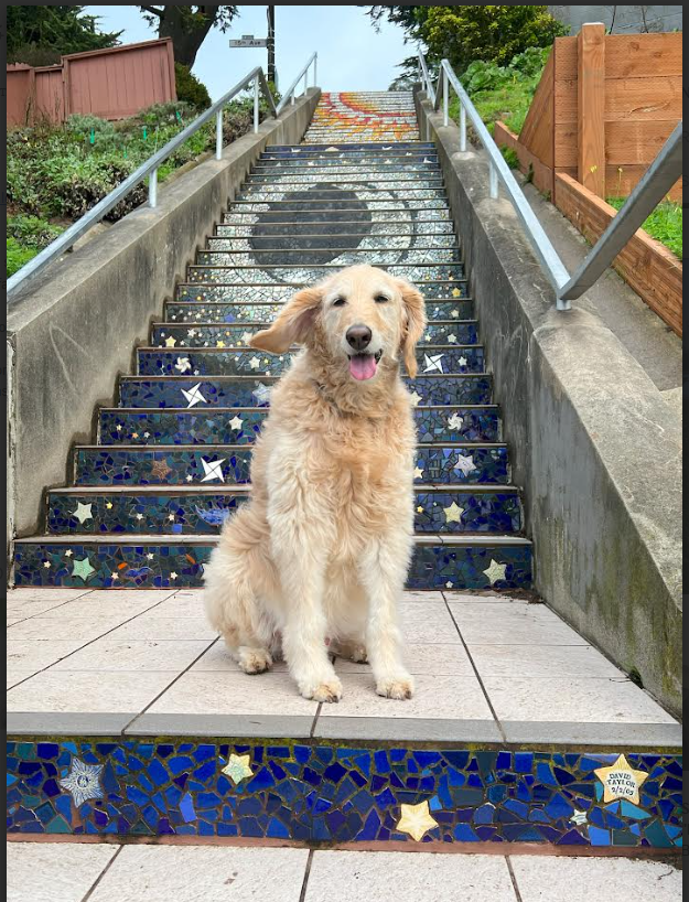 A golden retriever dog sits on the steps of an outdoor staircase decorated with blue mosaic tiles and white star patterns.