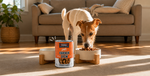 A small white and tan dog eats from a bowl in a sunlit living room, while a can of KOHA Chicken Stew dog food stands in the foreground on a wooden stand.