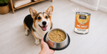 A corgi dog sits on a light wood floor looking at a hand holding a metal bowl of wet dog food, with a can of KOHA Pure Shreds dog food standing nearby.