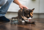 A calico cat drinks from a metal bowl on a wooden floor while a person pets its back. A can of KOHA limited ingredient pet food sits nearby on the floor.