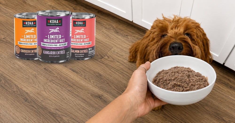 Picture of a dog and a person's hand putting a white bowl filled with KOHA limited ingredient Entrée food . Three cans next to the dog including chicken, kangaroo and salmon. 
