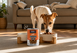 A small white and tan dog stands in a sunlit living room, eating from a bowl while a can of KOHA Chicken Stew dog food is shown in the foreground.
