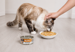 A fluffy long-haired cat is eating from a white bowl of wet cat food while a human hand pets its head. A can of KOHA Pure Shreds cat food sits on the floor nearby on a light wood floor.