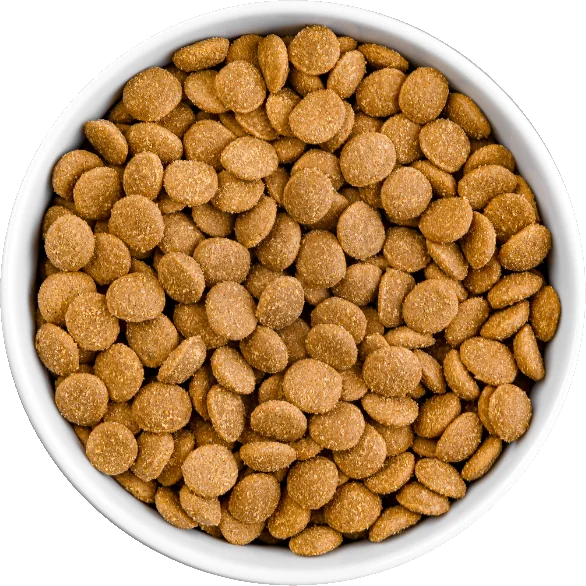 Bowl of KOHA Bland Diet Dry Food for Dogs