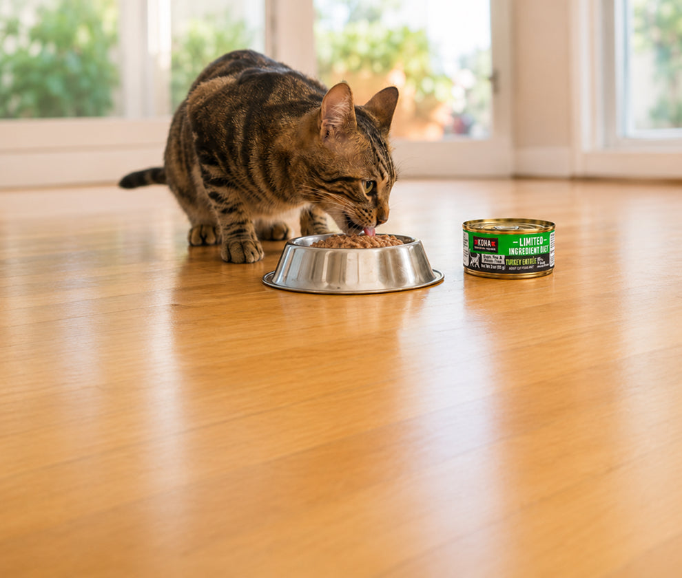A brown tabby cat eating from a stainless steel bowl on a polished wooden floor, with a can of KOHA cat food placed beside the bowl in a bright indoor setting.