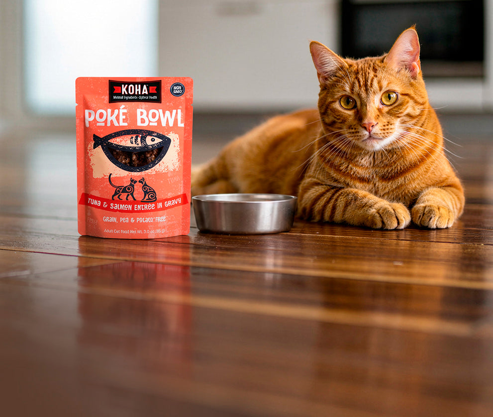 An orange tabby cat lies on a polished wooden floor next to a pouch of KOHA Poke Bowl cat food and a metal bowl.