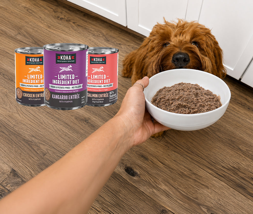 A person holds a white bowl of wet dog food in front of a fluffy brown dog on a wood floor, with three KOHA canned dog food cans shown in the background.