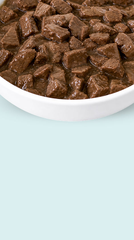A close-up of wet dog food cubes in a white bowl against a light blue background.